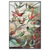 Ernst Haeckel: Humming Birds