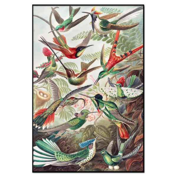 Ernst Haeckel: Humming Birds