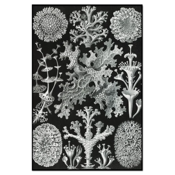 XV005a haeckel lichenes–flechten 1