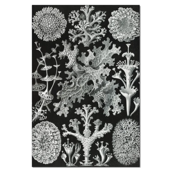 XV005b haeckel lichenes–flechten