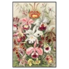 Haeckel: Venusblumen