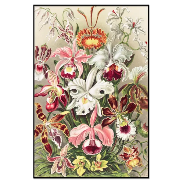 Haeckel: Venusblumen