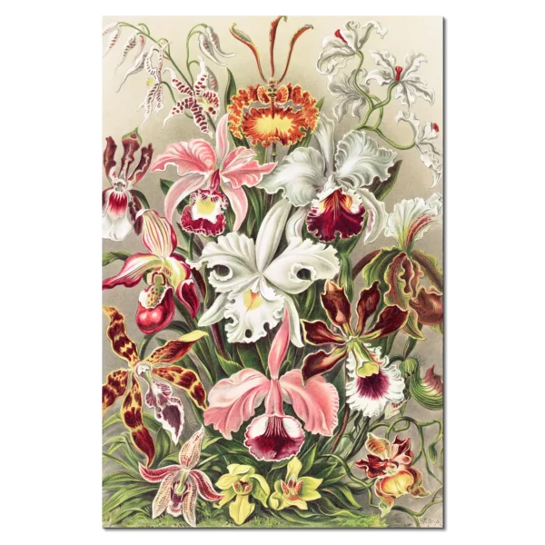 XV006c haeckel venusblumen