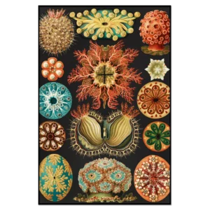 Haeckel: Sea squirts