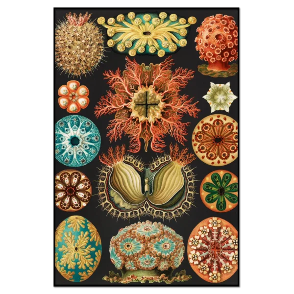 Haeckel: Sea squirts