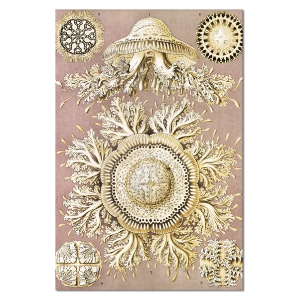 XV007b haeckel Discomedusae–Schweibenquallen 2