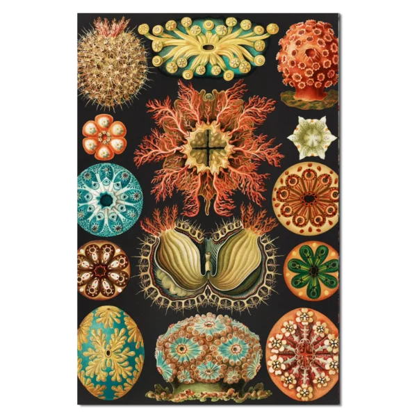 XV007b haeckel seescheiden