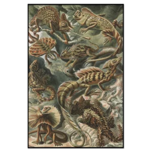 Haeckel: Lizards