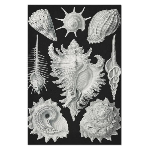 XV013b haeckel vorderkiemen schnecken