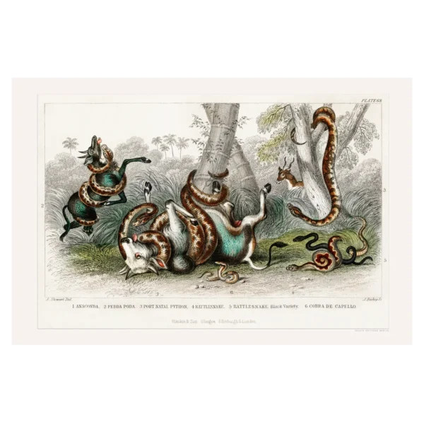 Xeuxis Editions: Snakes from Oliver Goldsmith, A History of Earth and Animated Nature