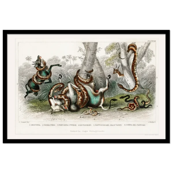 Xeuxis Editions: Snakes from Oliver Goldsmith, A History of Earth and Animated Nature