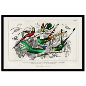 Xeuxis Edition: Humming Birds, from Oliver Goldsmith, A History of Earth and Animated Nature