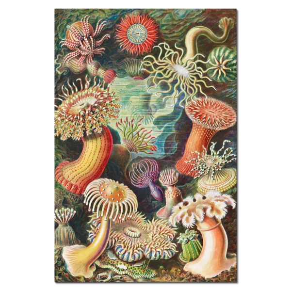 XV018 haeckel seeanemonen