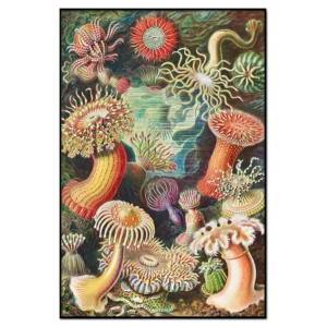 Haeckel: Actiniae–Seeanemonen