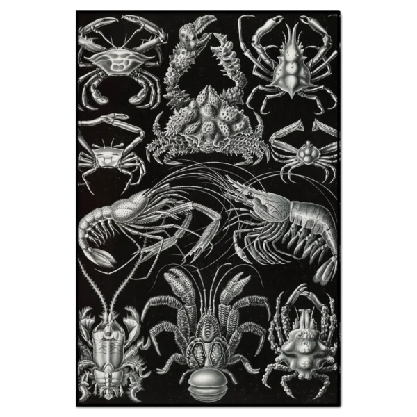 Xeuxis Edition: Ernst Haeckel, Kunstformen der Natur, Zehnfußkrebse