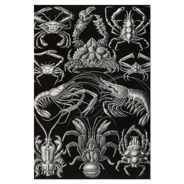 XV024c haeckel zehnfusskrebse