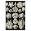 Xeuxis Edition: Haeckel, Art forms of nature: Budding stars