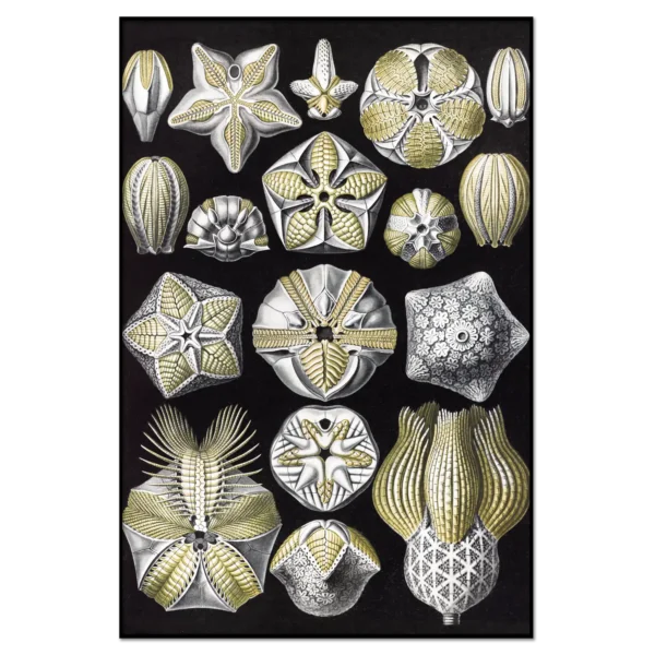 Xeuxis Edition: Haeckel, Art forms of nature: Budding stars