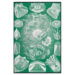 Xeuxis Edition: Haeckel, Knochenfische