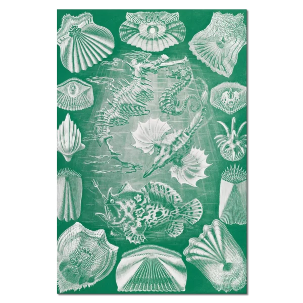 XV026g haeckel knochenfische