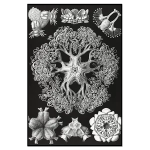 Xeuxis Edition: Haeckel, Kunstformen der Natur, Schlangensterne