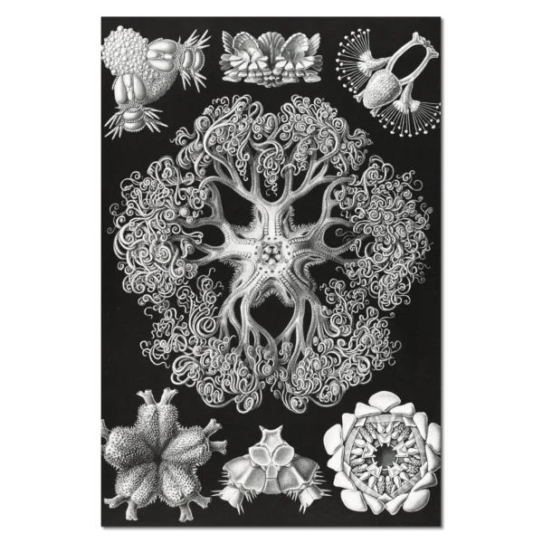 XV028g haeckel schlangensterne