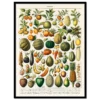 Xeuxis Edition: Pierre Larousse, Fruits