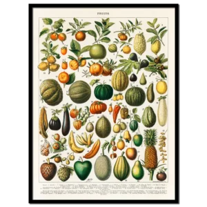 Xeuxis Edition: Pierre Larousse, Fruits