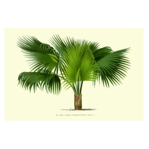 Xeuxis Edition: Sabal blackburniana – Palmettopalme