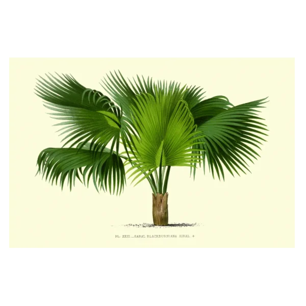 Xeuxis Edition: Sabal blackburniana – Palmettopalme