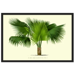 Xeuxis Edition: Palmettopalme