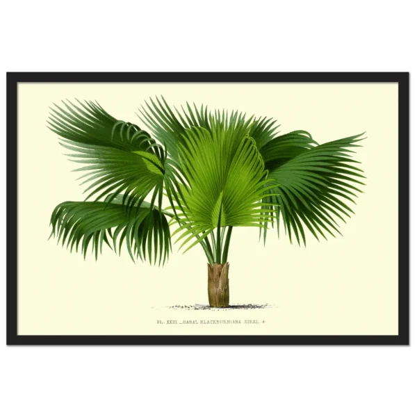 Xeuxis Edition: Palmettopalme