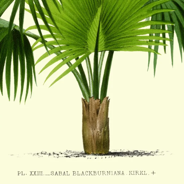 XV046x denterghem palmettopalme