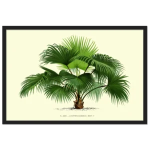 Xeuxis Edition: Chinese Livingstone Palm