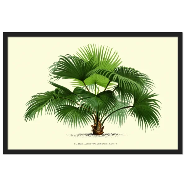 Xeuxis Edition: Chinese Livingstone Palm