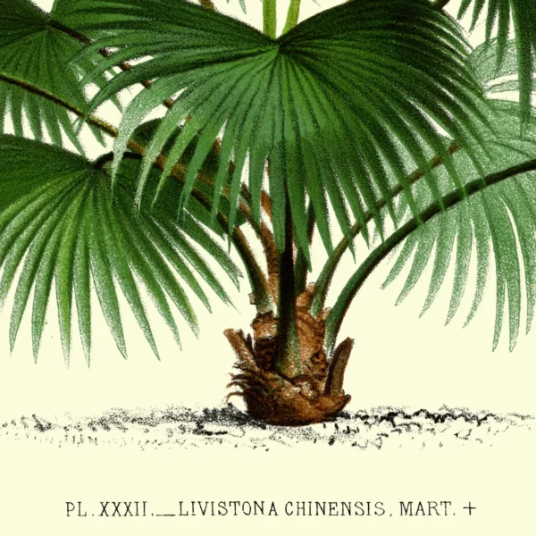 XV047x palms plate 32