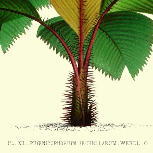 XV048x palms plate 12