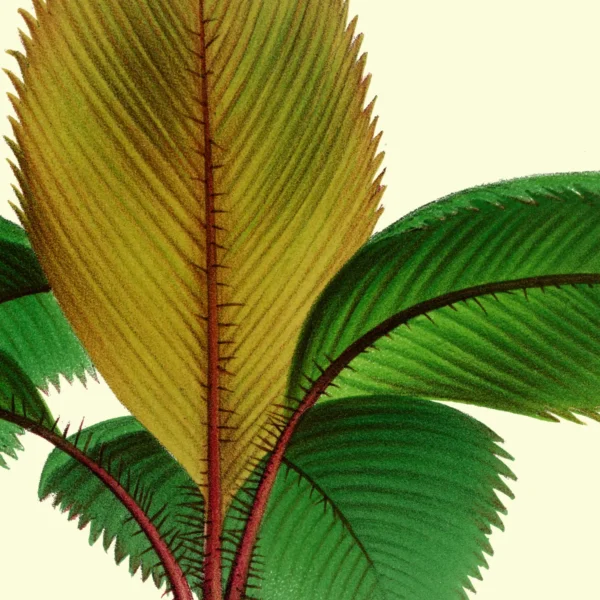 XV048y palms plate 12