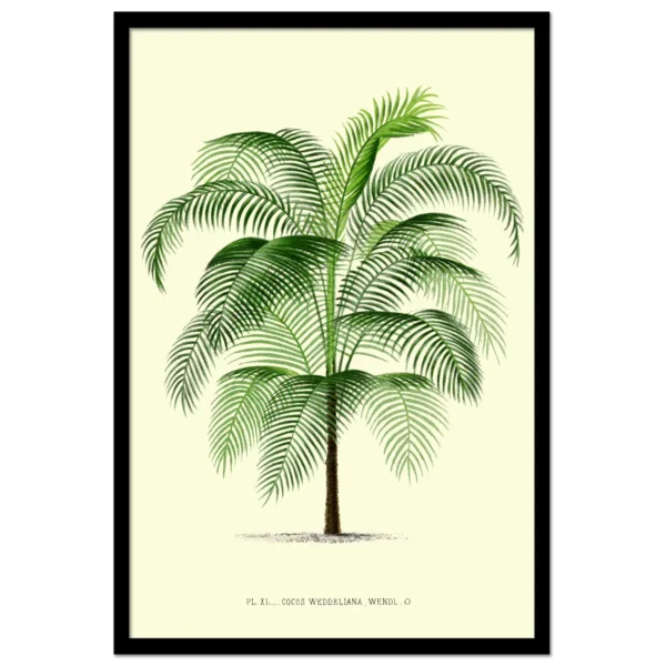 Xeuxis Editions: Miniature Cocos Palm