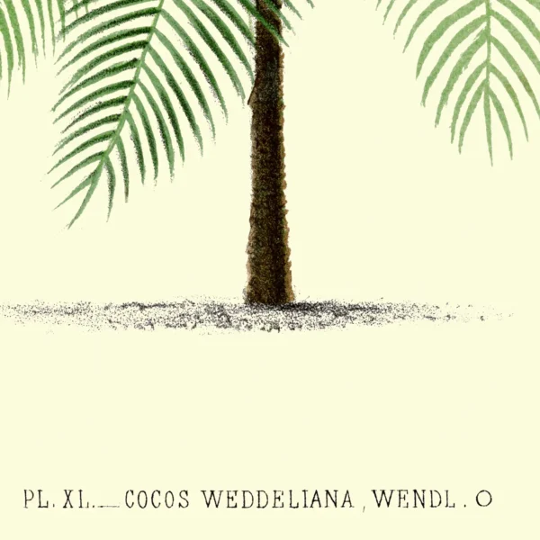 XV049x palms miniature cocos