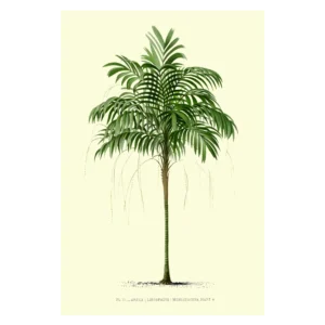 Xeuxis Edition, Areca Monotstachya – Goldfruchtpalme