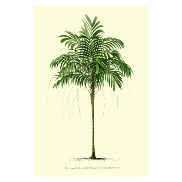 Xeuxis Edition, Areca Monotstachya – Goldfruchtpalme