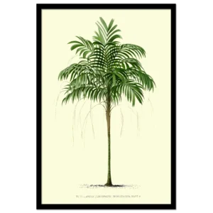 Xeuxis Edition: Areca Monotstachya - Goldfruchtpalme