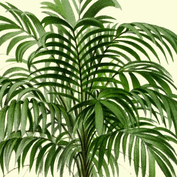 XV050y palms plate 2