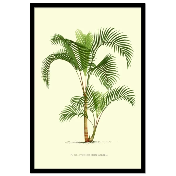 XV051a palms plate 16