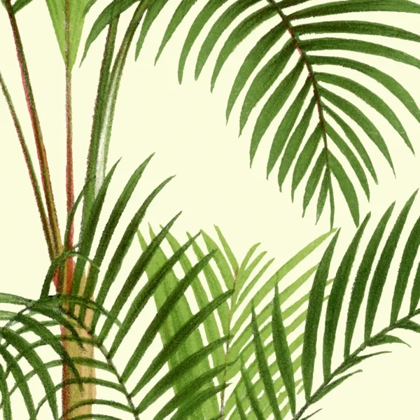 XV051y palms plate 16