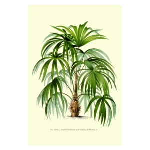 Xeuxis Edition: Acanthoriza Aculeata / Macauba-Palme