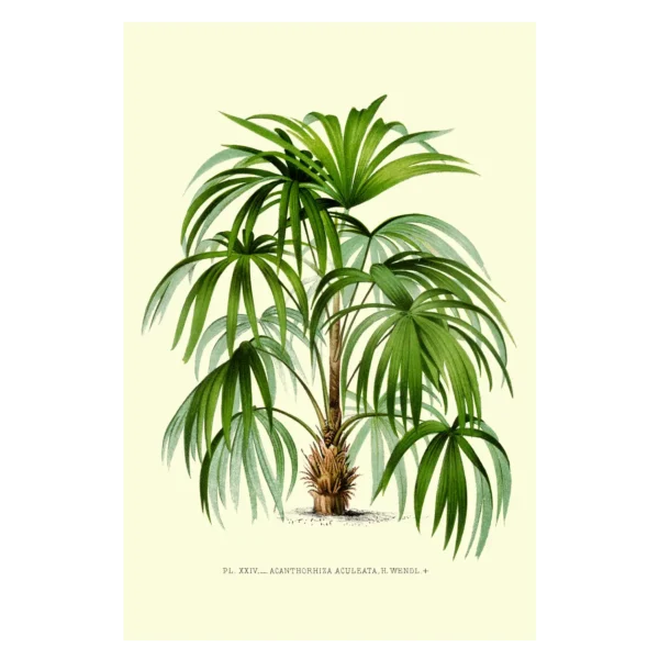 Xeuxis Edition: Acanthoriza Aculeata / Macauba-Palme