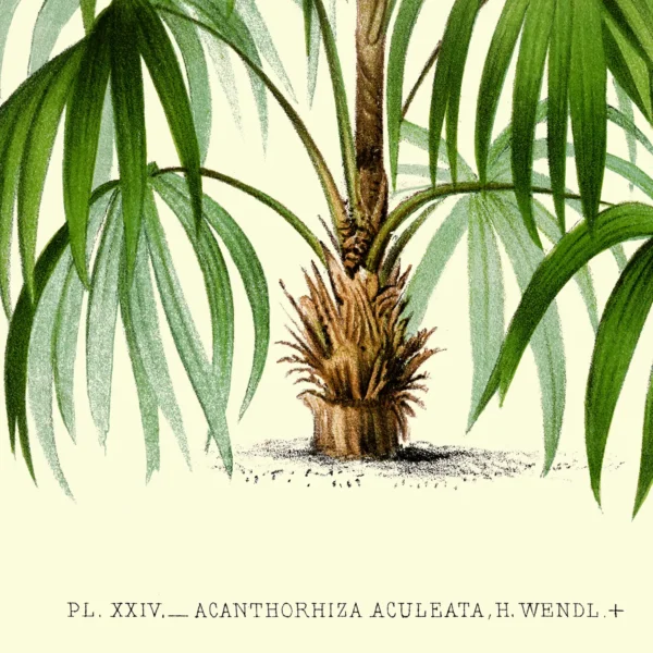 XV052x palms plate 24