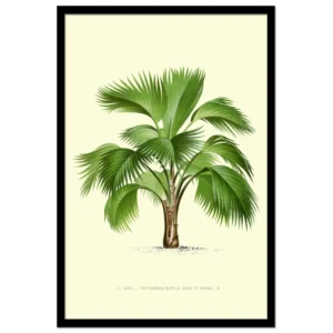 Xeuxis Edition: Pritchardia Pacifica – Fiji-Fächerpalme